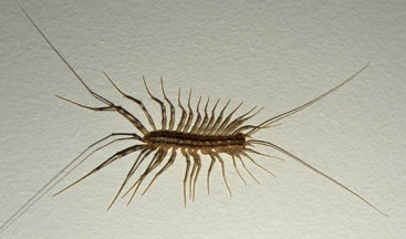 house centipede